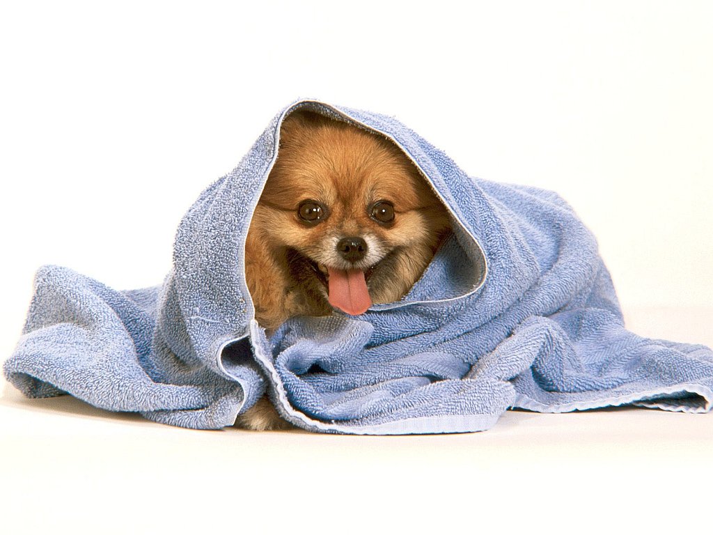 After the Bath, Pomeranian